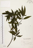 中文名:山胡椒(S002890)學名:Litsea cubeba (Lour.) Pers.(S002890)英文名:Moutain Spicy Tree