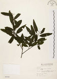 中文名:山胡椒(S003634)學名:Litsea cubeba (Lour.) Pers.(S003634)英文名:Moutain Spicy Tree