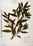 中文名:山胡椒(S004163)學名:Litsea cubeba (Lour.) Pers.(S004163)英文名:Moutain Spicy Tree