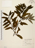 中文名:山胡椒(S004164)學名:Litsea cubeba (Lour.) Pers.(S004164)英文名:Moutain Spicy Tree