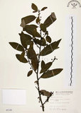 中文名:山胡椒(S005189)學名:Litsea cubeba (Lour.) Pers.(S005189)英文名:Moutain Spicy Tree