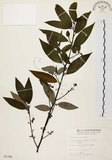 中文名:山胡椒(S005396)學名:Litsea cubeba (Lour.) Pers.(S005396)英文名:Moutain Spicy Tree