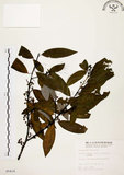 中文名:山胡椒(S005416)學名:Litsea cubeba (Lour.) Pers.(S005416)英文名:Moutain Spicy Tree