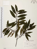 中文名:山胡椒(S006285)學名:Litsea cubeba (Lour.) Pers.(S006285)英文名:Moutain Spicy Tree