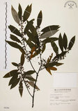 中文名:山胡椒(S006286)學名:Litsea cubeba (Lour.) Pers.(S006286)英文名:Moutain Spicy Tree