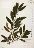 中文名:山胡椒(S006287)學名:Litsea cubeba (Lour.) Pers.(S006287)英文名:Moutain Spicy Tree