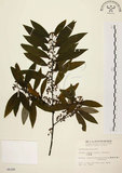 中文名:山胡椒(S006288)學名:Litsea cubeba (Lour.) Pers.(S006288)英文名:Moutain Spicy Tree