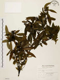 中文名:山胡椒(S008600)學名:Litsea cubeba (Lour.) Pers.(S008600)英文名:Moutain Spicy Tree