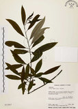 中文名:山胡椒(S013067)學名:Litsea cubeba (Lour.) Pers.(S013067)英文名:Moutain Spicy Tree