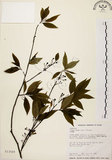 中文名:山胡椒(S013589)學名:Litsea cubeba (Lour.) Pers.(S013589)英文名:Moutain Spicy Tree