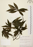 中文名:山胡椒(S013812)學名:Litsea cubeba (Lour.) Pers.(S013812)英文名:Moutain Spicy Tree