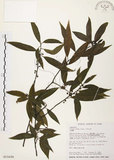 中文名:山胡椒(S015698)學名:Litsea cubeba (Lour.) Pers.(S015698)英文名:Moutain Spicy Tree