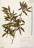 中文名:山胡椒(S016076)學名:Litsea cubeba (Lour.) Pers.(S016076)英文名:Moutain Spicy Tree