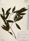 中文名:山胡椒(S016484)學名:Litsea cubeba (Lour.) Pers.(S016484)英文名:Moutain Spicy Tree