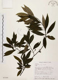 中文名:山胡椒(S017476)學名:Litsea cubeba (Lour.) Pers.(S017476)英文名:Moutain Spicy Tree