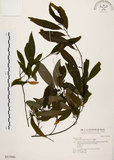 中文名:山胡椒(S017841)學名:Litsea cubeba (Lour.) Pers.(S017841)英文名:Moutain Spicy Tree