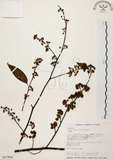 中文名:山胡椒(S017904)學名:Litsea cubeba (Lour.) Pers.(S017904)英文名:Moutain Spicy Tree