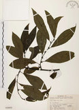 中文名:山胡椒(S018802)學名:Litsea cubeba (Lour.) Pers.(S018802)英文名:Moutain Spicy Tree