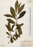 中文名:山胡椒(S018818)學名:Litsea cubeba (Lour.) Pers.(S018818)英文名:Moutain Spicy Tree