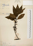 中文名:山胡椒(S019516)學名:Litsea cubeba (Lour.) Pers.(S019516)英文名:Moutain Spicy Tree