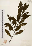 中文名:山胡椒(S021077)學名:Litsea cubeba (Lour.) Pers.(S021077)英文名:Moutain Spicy Tree