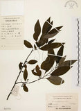 中文名:山胡椒(S023753)學名:Litsea cubeba (Lour.) Pers.(S023753)英文名:Moutain Spicy Tree