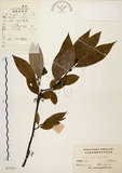 中文名:山胡椒(S023931)學名:Litsea cubeba (Lour.) Pers.(S023931)英文名:Moutain Spicy Tree