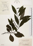 中文名:山胡椒(S024102)學名:Litsea cubeba (Lour.) Pers.(S024102)英文名:Moutain Spicy Tree
