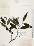 中文名:山胡椒(S024192)學名:Litsea cubeba (Lour.) Pers.(S024192)英文名:Moutain Spicy Tree