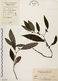 中文名:山胡椒(S024298)學名:Litsea cubeba (Lour.) Pers.(S024298)英文名:Moutain Spicy Tree