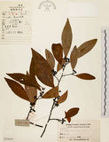 中文名:山胡椒(S025610)學名:Litsea cubeba (Lour.) Pers.(S025610)英文名:Moutain Spicy Tree