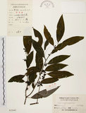 中文名:山胡椒(S025645)學名:Litsea cubeba (Lour.) Pers.(S025645)英文名:Moutain Spicy Tree