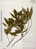 中文名:山胡椒(S026180)學名:Litsea cubeba (Lour.) Pers.(S026180)英文名:Moutain Spicy Tree