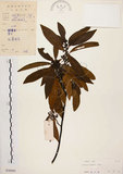 中文名:山胡椒(S030099)學名:Litsea cubeba (Lour.) Pers.(S030099)英文名:Moutain Spicy Tree