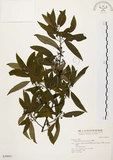 中文名:山胡椒(S030841)學名:Litsea cubeba (Lour.) Pers.(S030841)英文名:Moutain Spicy Tree