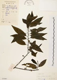 中文名:山胡椒(S033681)學名:Litsea cubeba (Lour.) Pers.(S033681)英文名:Moutain Spicy Tree