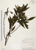 中文名:山胡椒(S034159)學名:Litsea cubeba (Lour.) Pers.(S034159)英文名:Moutain Spicy Tree