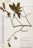 中文名:山胡椒(S034178)學名:Litsea cubeba (Lour.) Pers.(S034178)英文名:Moutain Spicy Tree