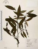 中文名:山胡椒(S034490)學名:Litsea cubeba (Lour.) Pers.(S034490)英文名:Moutain Spicy Tree