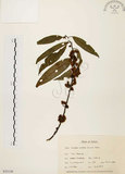 中文名:山胡椒(S035138)學名:Litsea cubeba (Lour.) Pers.(S035138)英文名:Moutain Spicy Tree