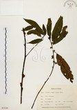 中文名:山胡椒(S035140)學名:Litsea cubeba (Lour.) Pers.(S035140)英文名:Moutain Spicy Tree