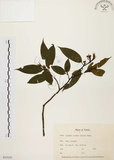 中文名:山胡椒(S035153)學名:Litsea cubeba (Lour.) Pers.(S035153)英文名:Moutain Spicy Tree