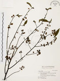 中文名:山胡椒(S035278)學名:Litsea cubeba (Lour.) Pers.(S035278)英文名:Moutain Spicy Tree