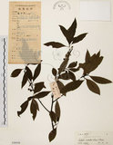 中文名:山胡椒(S038438)學名:Litsea cubeba (Lour.) Pers.(S038438)英文名:Moutain Spicy Tree