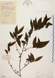 中文名:山胡椒(S038934)學名:Litsea cubeba (Lour.) Pers.(S038934)英文名:Moutain Spicy Tree
