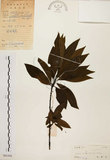 中文名:山胡椒(S041503)學名:Litsea cubeba (Lour.) Pers.(S041503)英文名:Moutain Spicy Tree