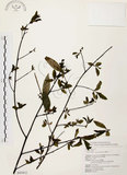 中文名:山胡椒(S043412)學名:Litsea cubeba (Lour.) Pers.(S043412)英文名:Moutain Spicy Tree