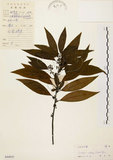 中文名:山胡椒(S044855)學名:Litsea cubeba (Lour.) Pers.(S044855)英文名:Moutain Spicy Tree