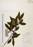 中文名:山胡椒(S047892)學名:Litsea cubeba (Lour.) Pers.(S047892)英文名:Moutain Spicy Tree
