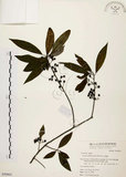 中文名:山胡椒(S050865)學名:Litsea cubeba (Lour.) Pers.(S050865)英文名:Moutain Spicy Tree